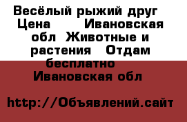 Весёлый рыжий друг › Цена ­ 1 - Ивановская обл. Животные и растения » Отдам бесплатно   . Ивановская обл.